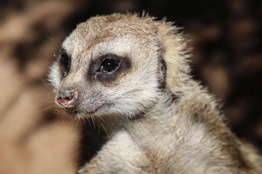 Ein Erdmännchen im Tierpark Bad Pyrmont Ein Erdmännchen im Tierpark Bad Pyrmont